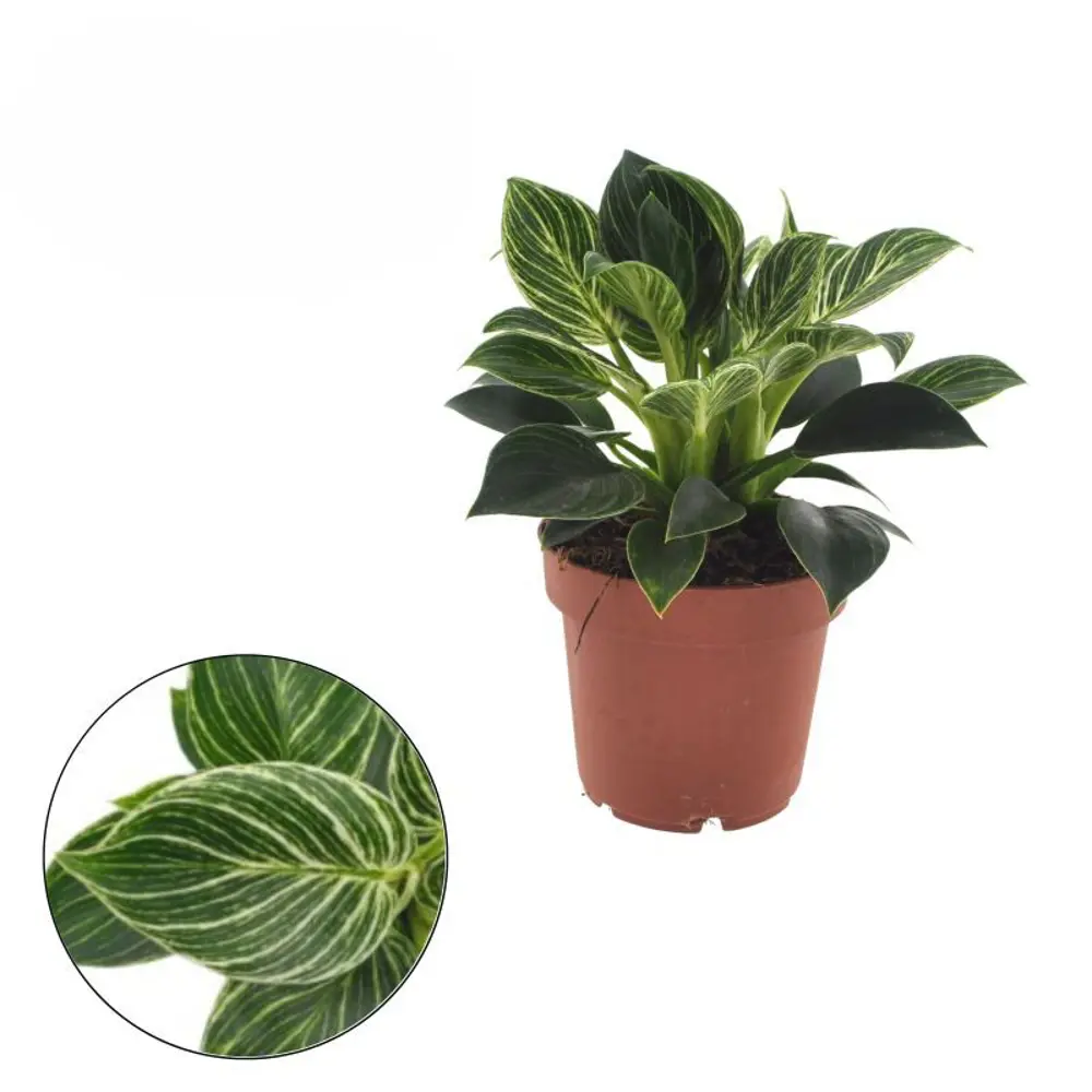 Фото Филодендрон Вайт Вэйв ø12 h25 см