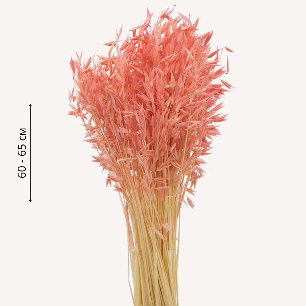 Фото Букет из сухоцветов Donnaflor овес 60-65 см цвет персиковый