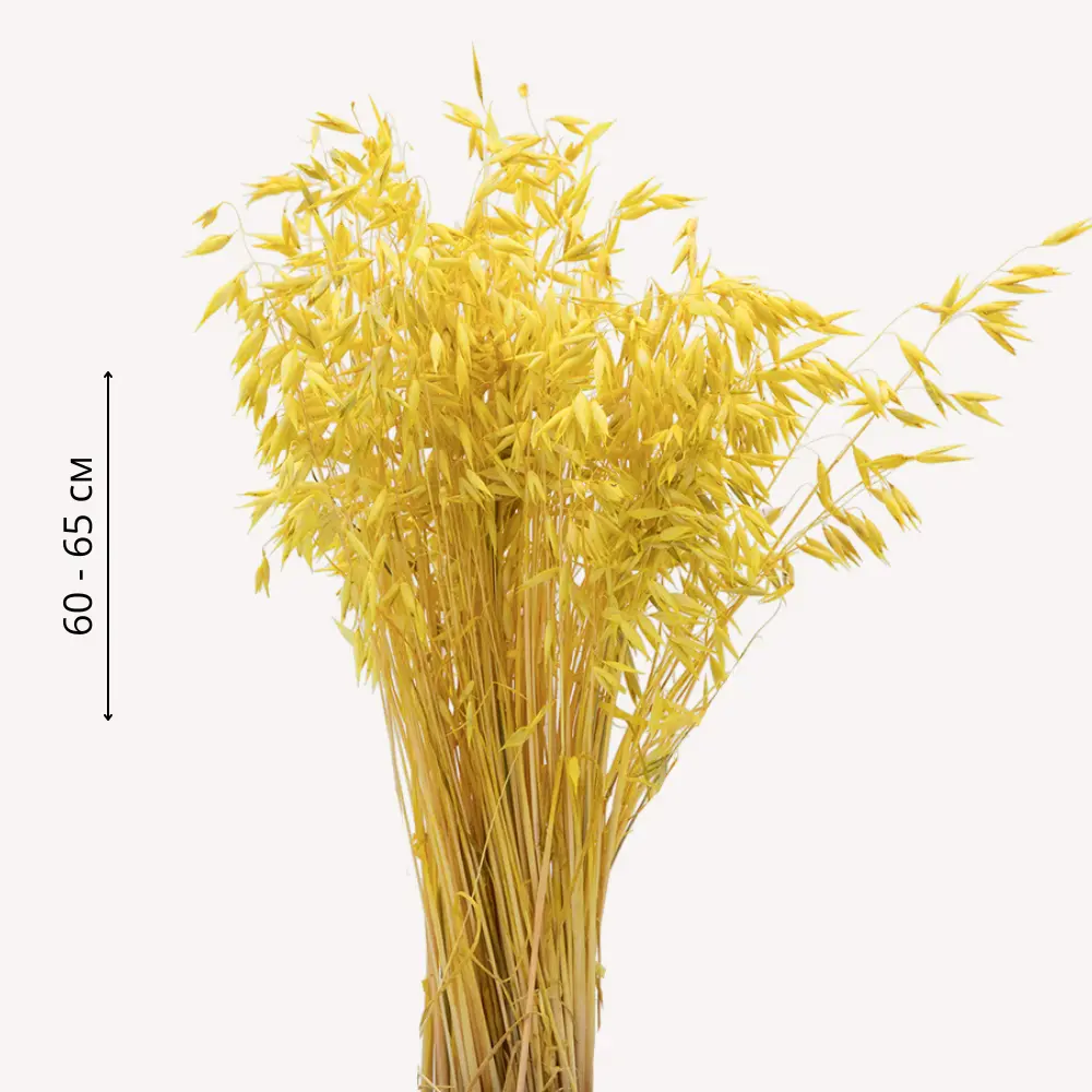 Фото Букет из сухоцветов Donnaflor овес 60-65 см цвет желтый