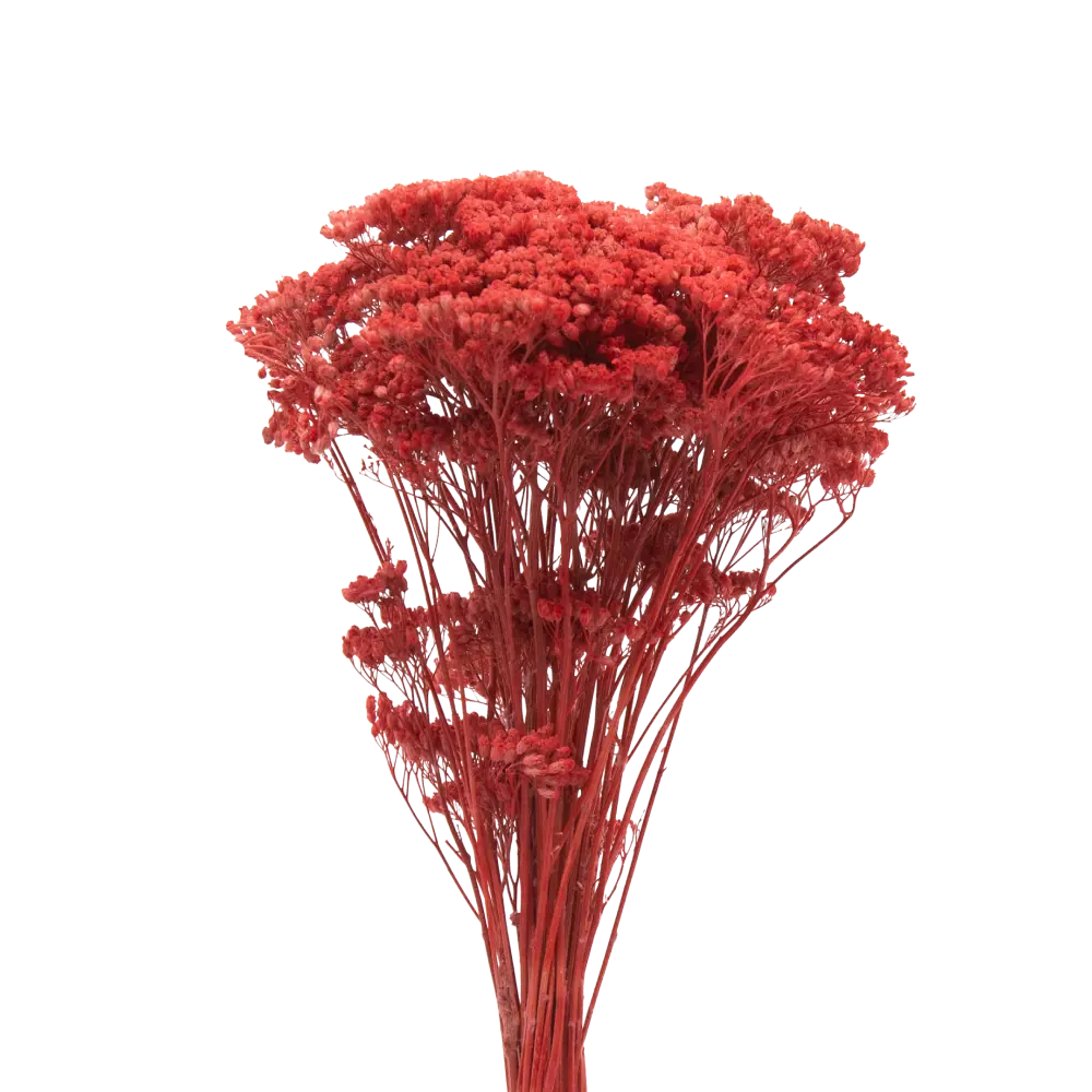 Фото Букет из сухоцветов Donnaflor тысячелистник 60 см цвет розовый