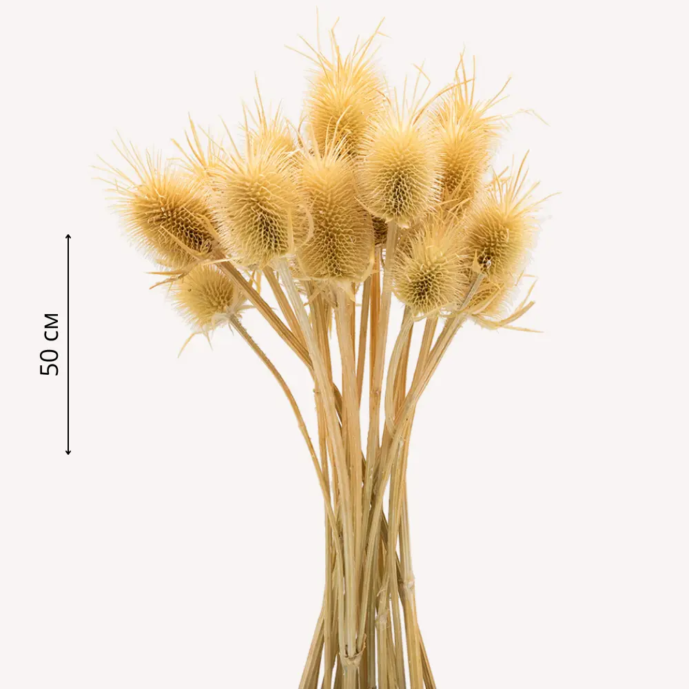 Фото Букет из сухоцветов Donnaflor ворсянка 50 см цвет выбеленный