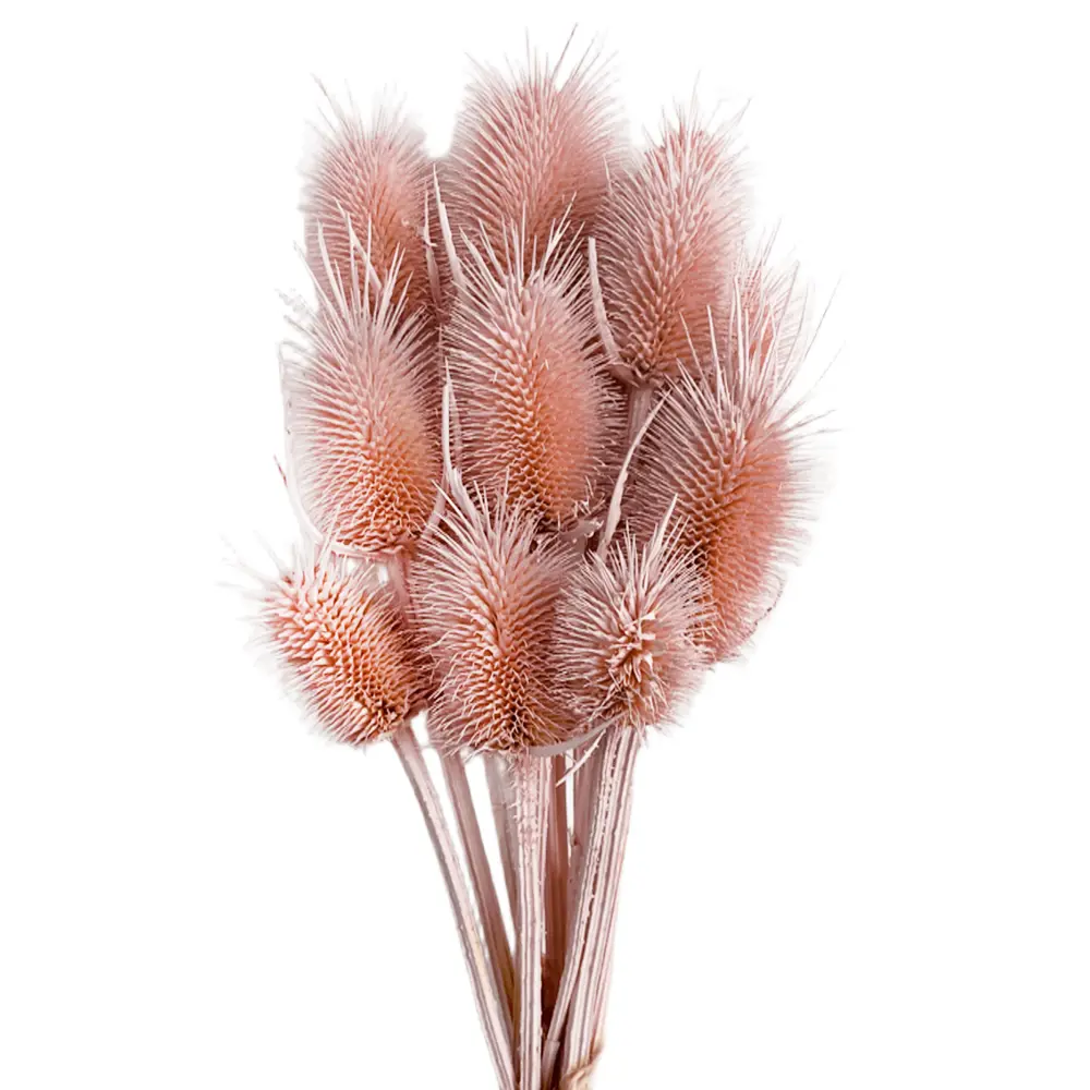 Фото Букет из сухоцветов Donnaflor ворсянка 50 см цвет пастельный розовый
