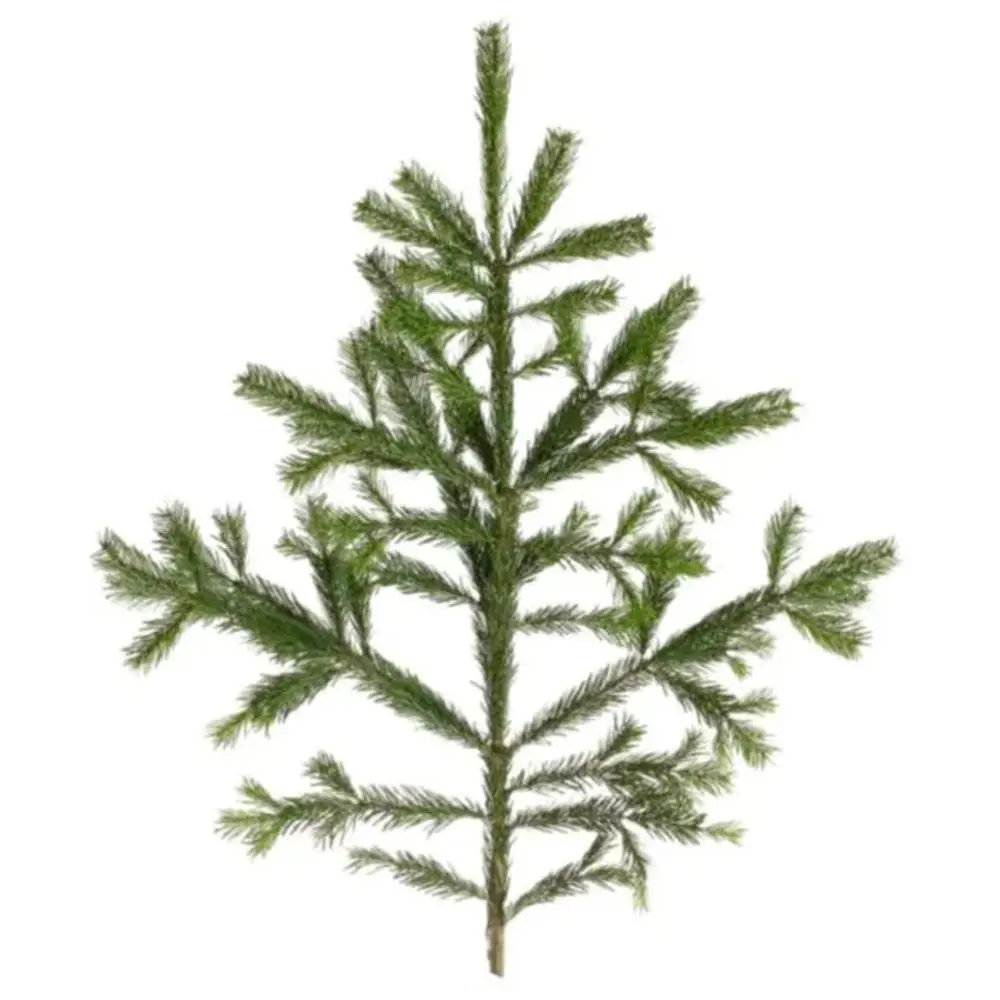 Фото Лапник Нордмана h70-90 см Фото Лапник Нордмана h70-90 см