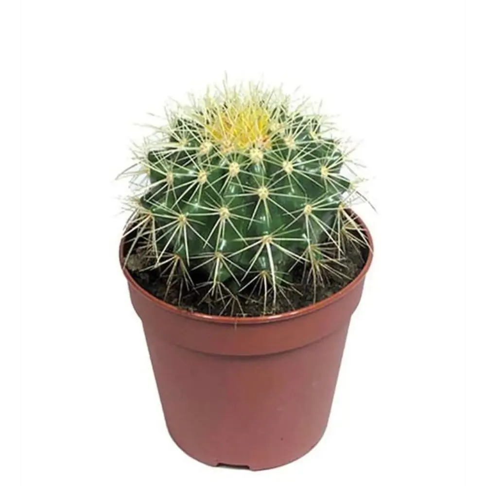 Фото Эхинокактус Грузони ø5 h5 см Фото Эхинокактус Грузони ø5 h5 см