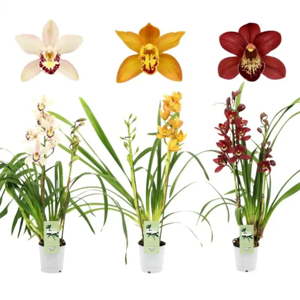 Фото Цимбидиум 2 ствола ø20 h80 см