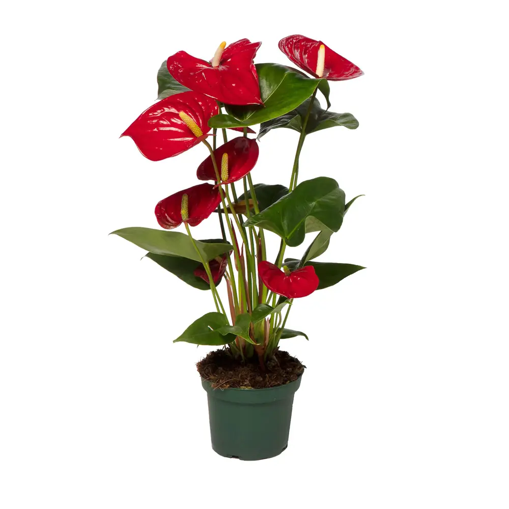 Фото Антуриум Дакота ø17 h75 см