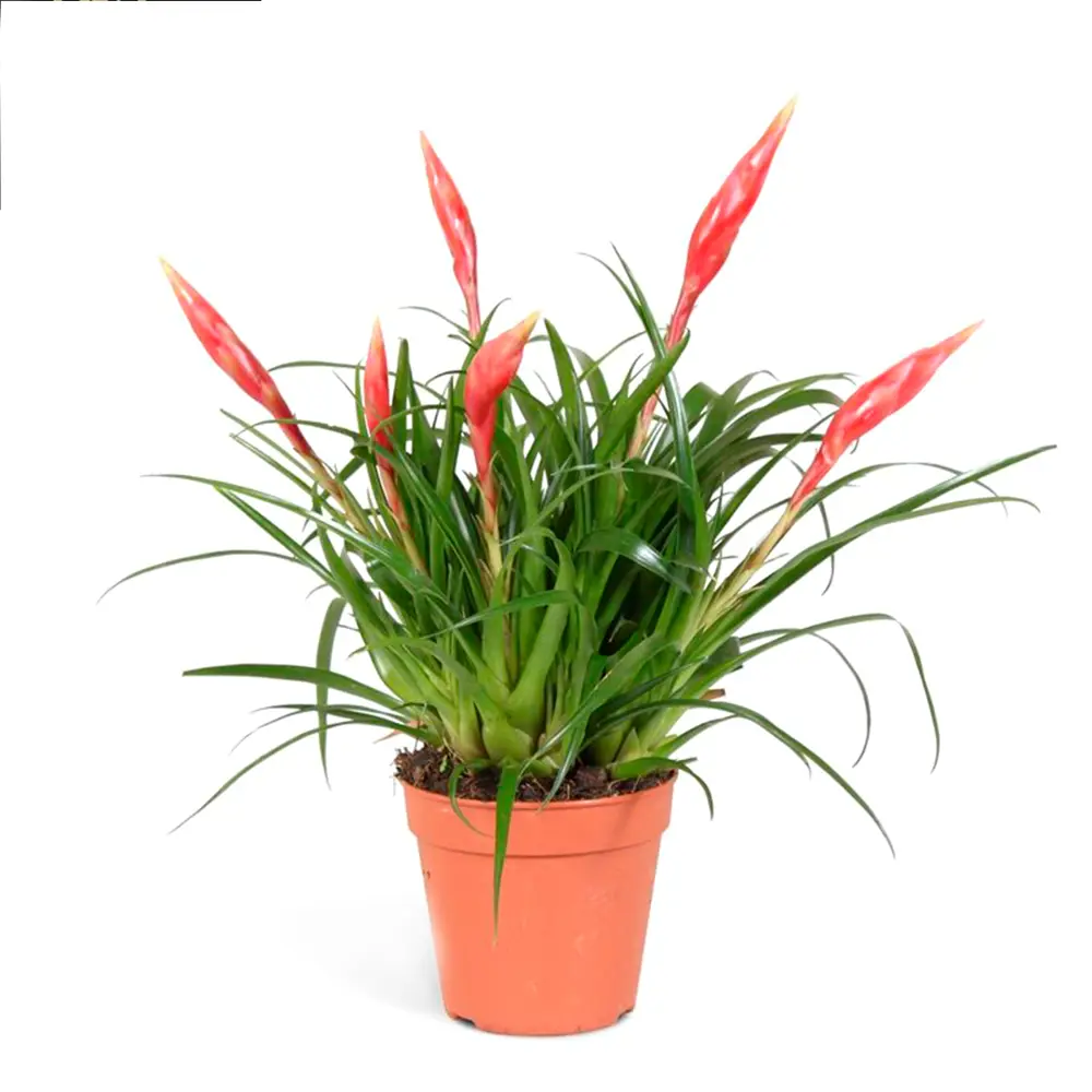 Фото Вриезия Мультифлора микс ø12 h35 - 45 см