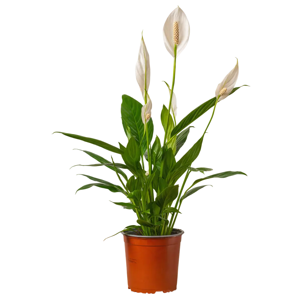 Фото Спатифиллум Вивальди ø17 h75 см Фото Спатифиллум Вивальди ø17 h75 см