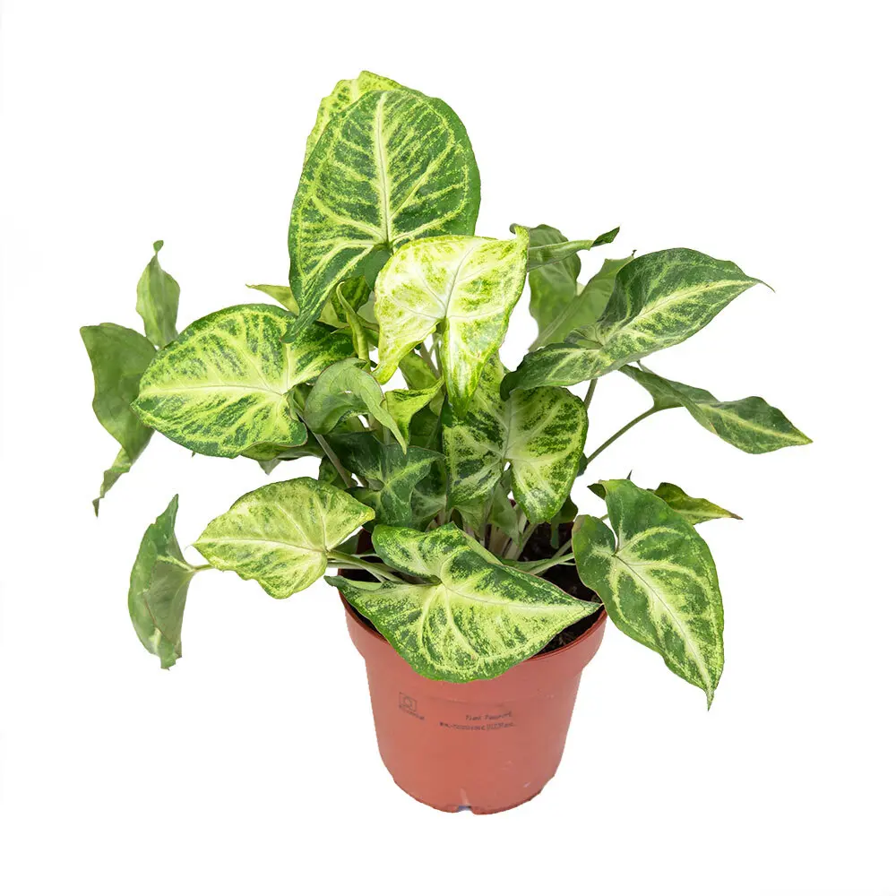 Фото Сингониум Неон Робуста ø7 h15 см