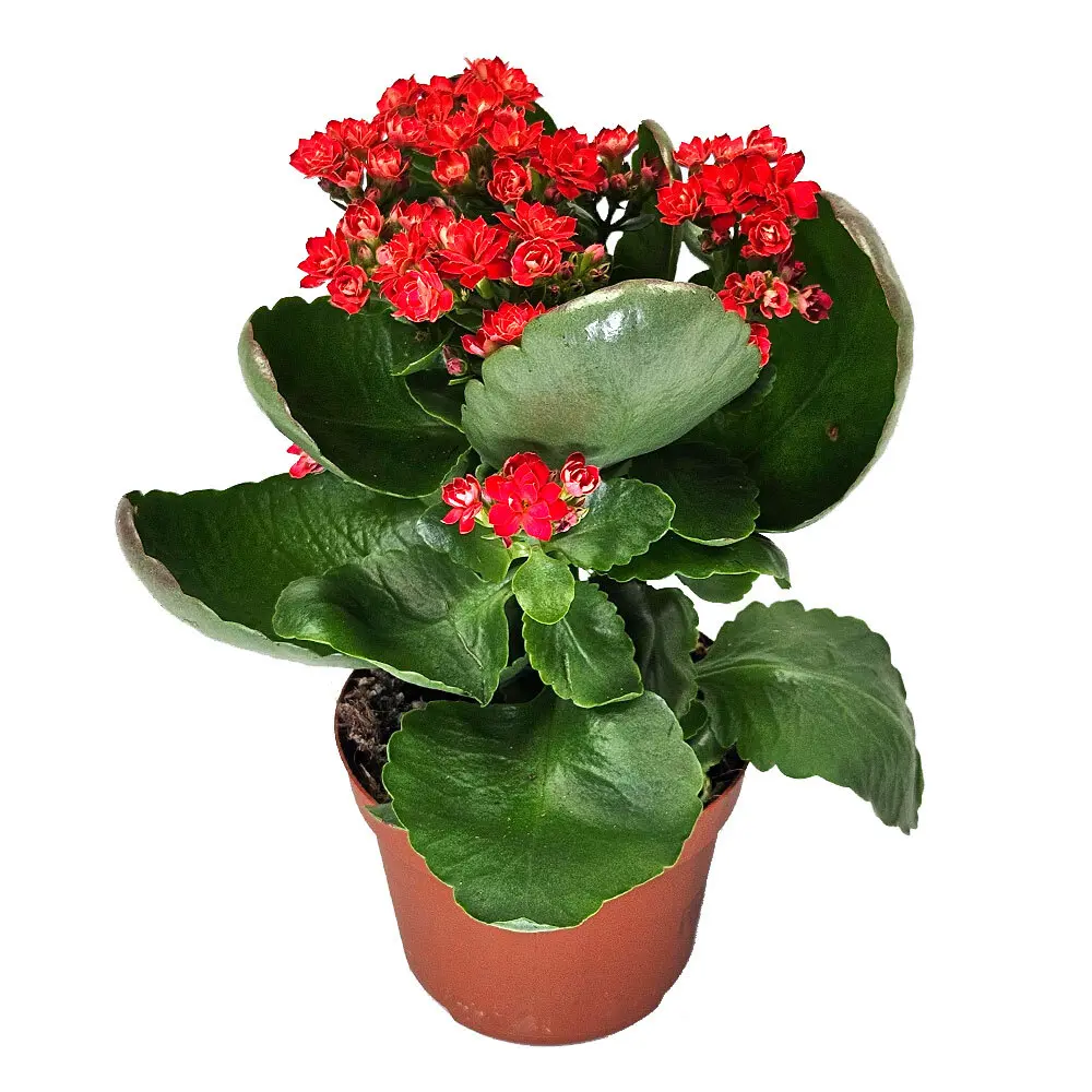 Фото Каланхоэ Розалина Дабл микс ø9 h17.5 см