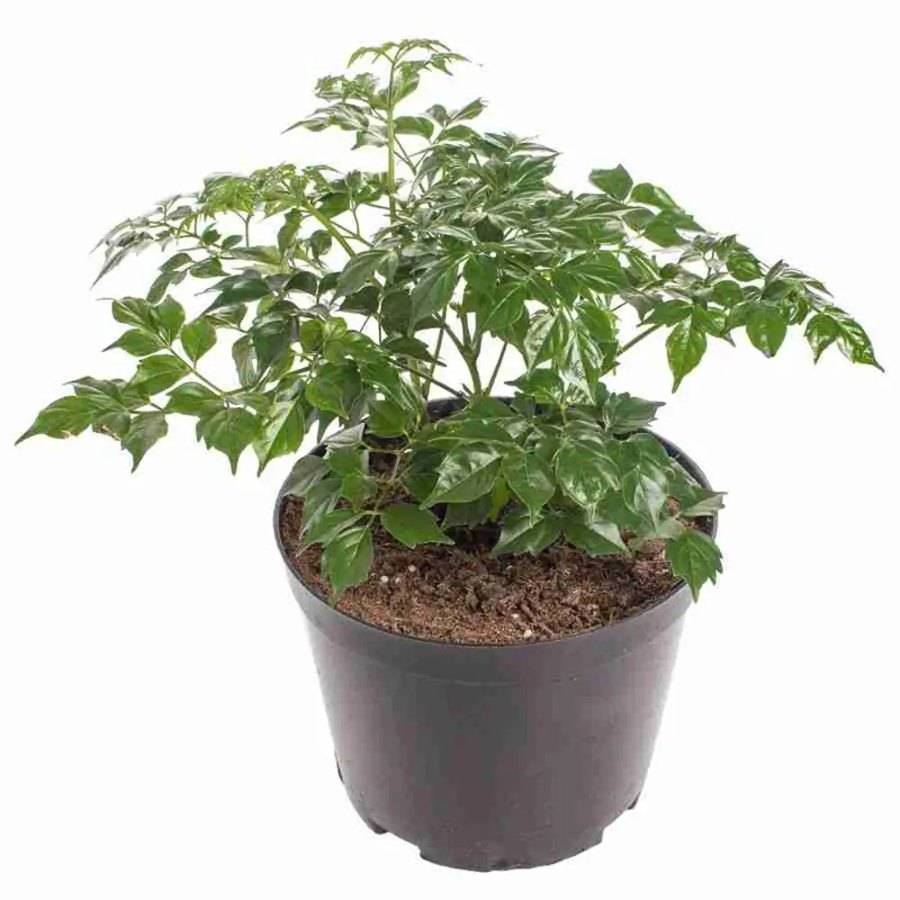 Фото Радермахера ø10.5 h25 см Фото Радермахера ø10.5 h25 см