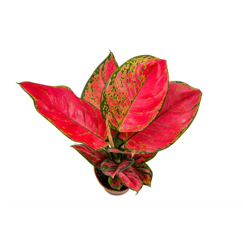 Фото 3 Аглаонема Лаки Ред ø10.5 h25 см Фото 3 Аглаонема Лаки Ред ø10.5 h25 см