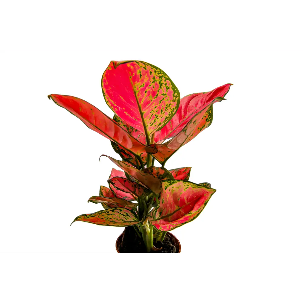 Фото 4 Аглаонема Лаки Ред ø10.5 h25 см Фото 4 Аглаонема Лаки Ред ø10.5 h25 см