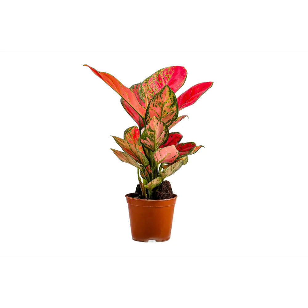 Фото Аглаонема Лаки Ред ø10.5 h25 см Фото Аглаонема Лаки Ред ø10.5 h25 см