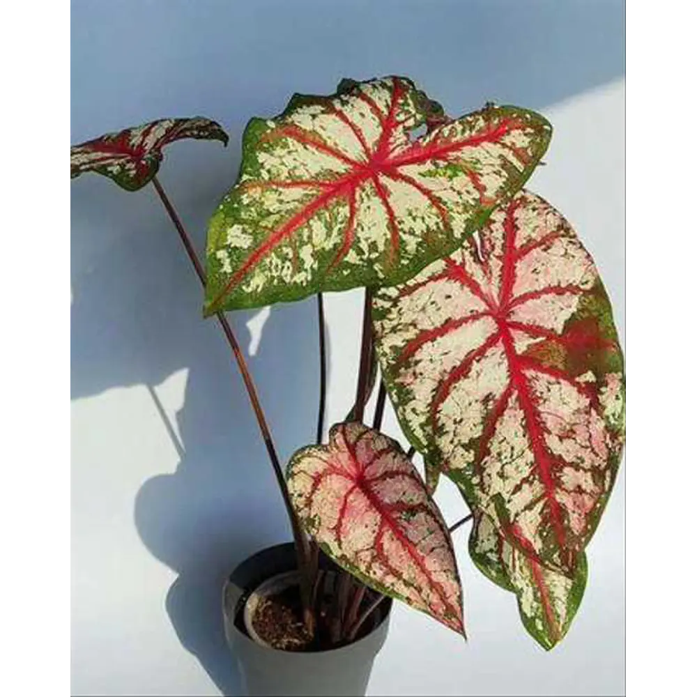 Фото Каладиум Кэролин Вортон ø10.5 h25 см Фото Каладиум Кэролин Вортон ø10.5 h25 см