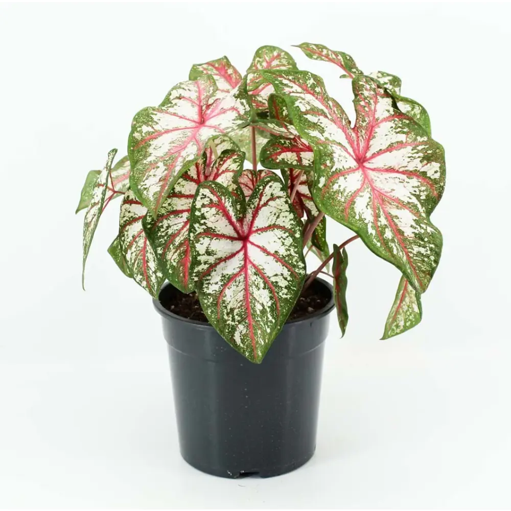 Фото Каладиум Яблочный цветок ø10.5 h25 см Фото Каладиум Яблочный цветок ø10.5 h25 см