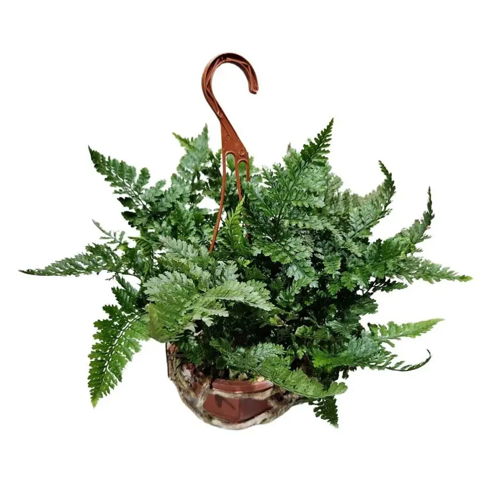 Фото Даваллия ø13 h25 см Фото Даваллия ø13 h25 см