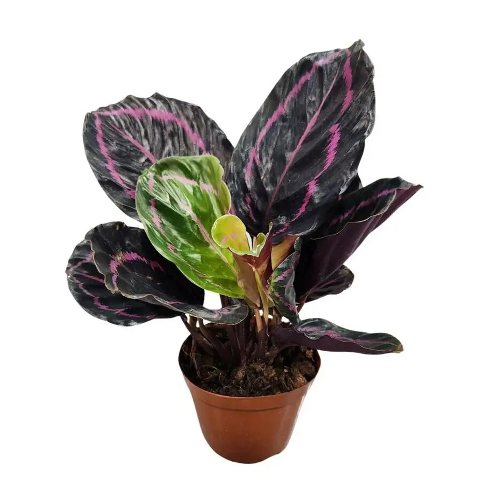 Фото Калатея Вича ø8.5 h15 см