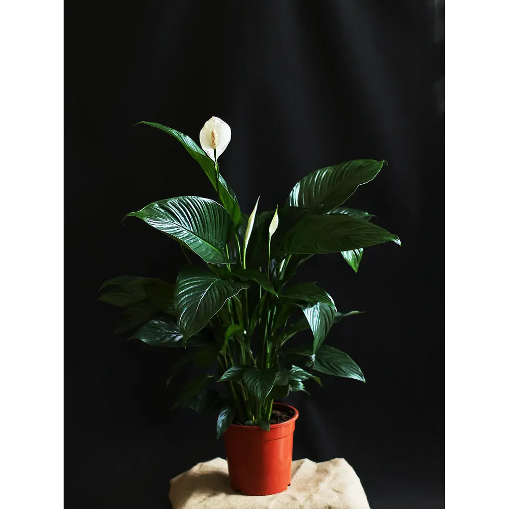 Фото Спатифиллум Квин ø11 h30 см Фото Спатифиллум Квин ø11 h30 см