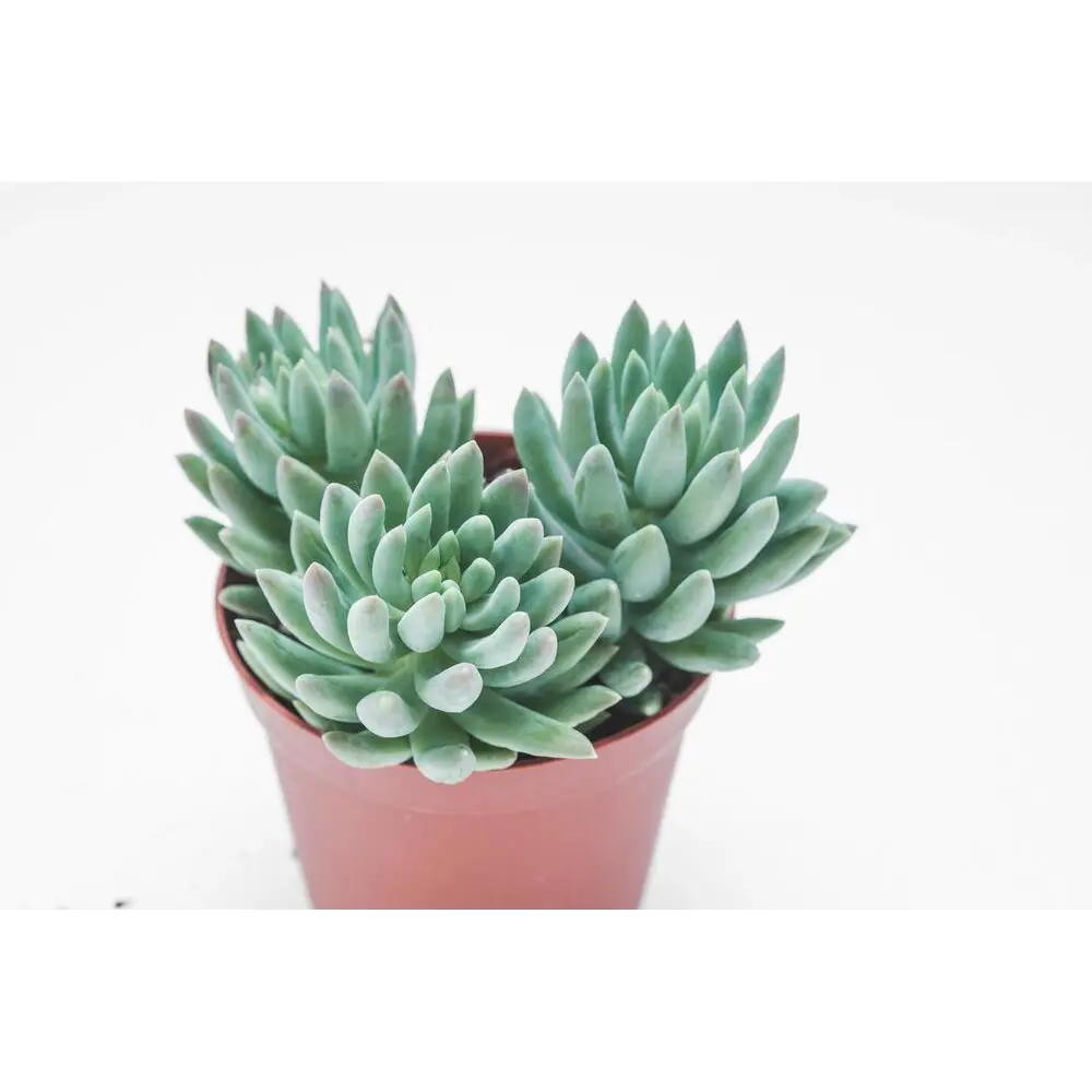 Фото Пахиверия Клавифолия ø11 h6 см