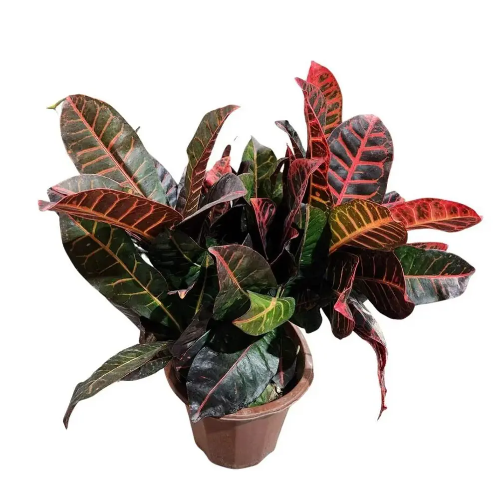 Фото Кодиеум Петра красный ø22 h45 см Фото Кодиеум Петра красный ø22 h45 см