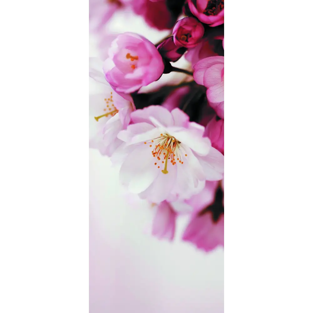 Фото Пленка самоклеящаяся универсальная Wallfix Цветущая вишня-3 w587 0.95x2.2 м цвет розовый Фото Пленка самоклеящаяся универсальная Wallfix Цветущая вишня-3 w587 0.95x2.2 м цвет розовый