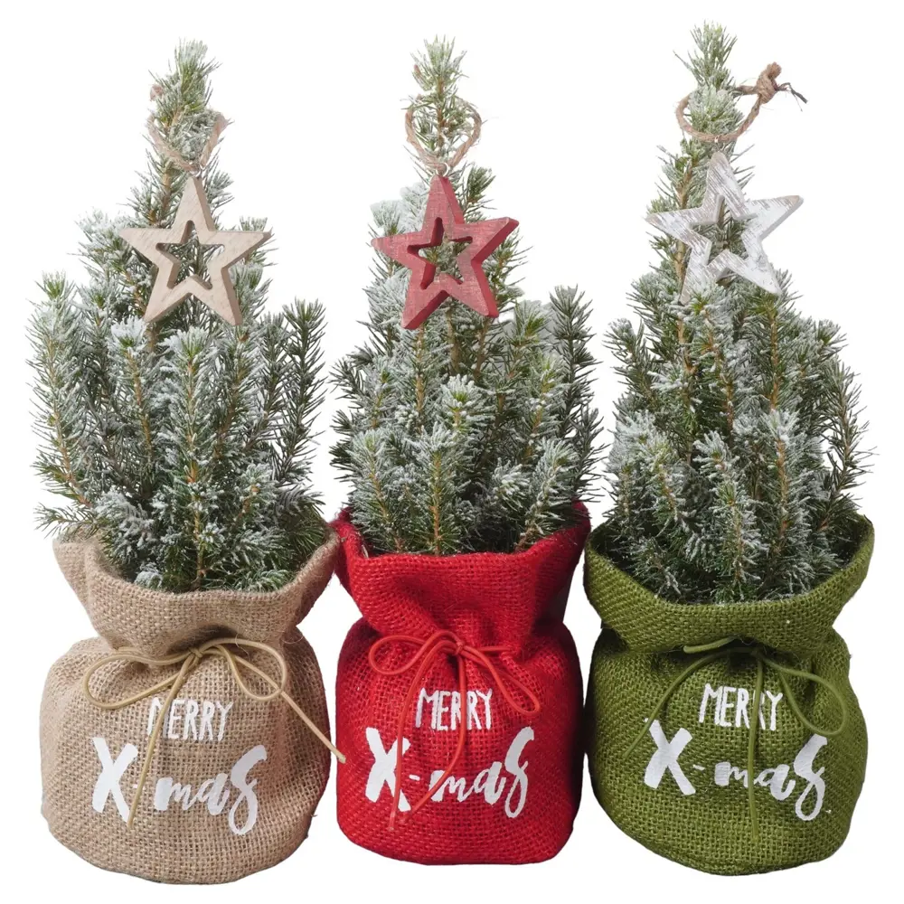 Фото Ель Глаука Коника ø9 h30 см (339) Фото Ель Глаука Коника ø9 h30 см (339)