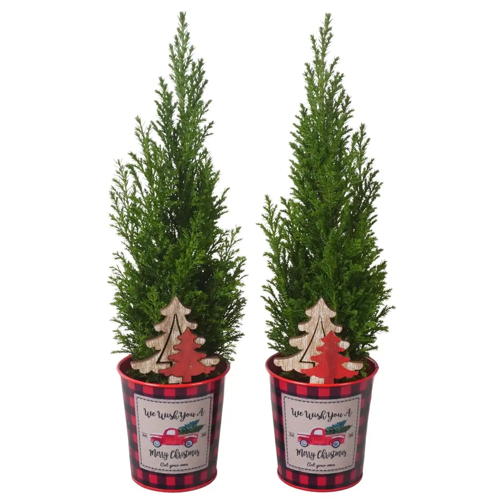 Фото Кипарисовик Элвуда ø9 h35 см (181) Фото Кипарисовик Элвуда ø9 h35 см (181)