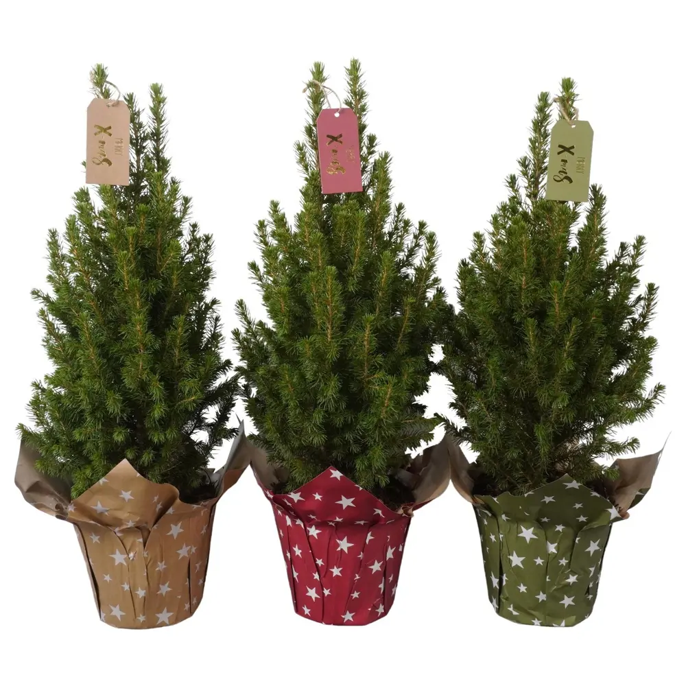 Фото Ель Глаука Коника ø15 h58 см (506) Фото Ель Глаука Коника ø15 h58 см (506)