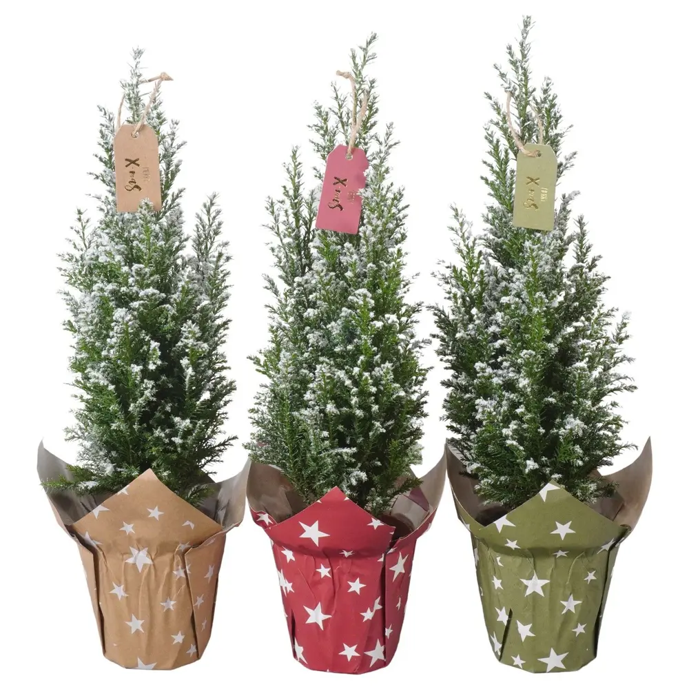 Фото Кипарисовик Элвуда ø9 h35 см (116) Фото Кипарисовик Элвуда ø9 h35 см (116)