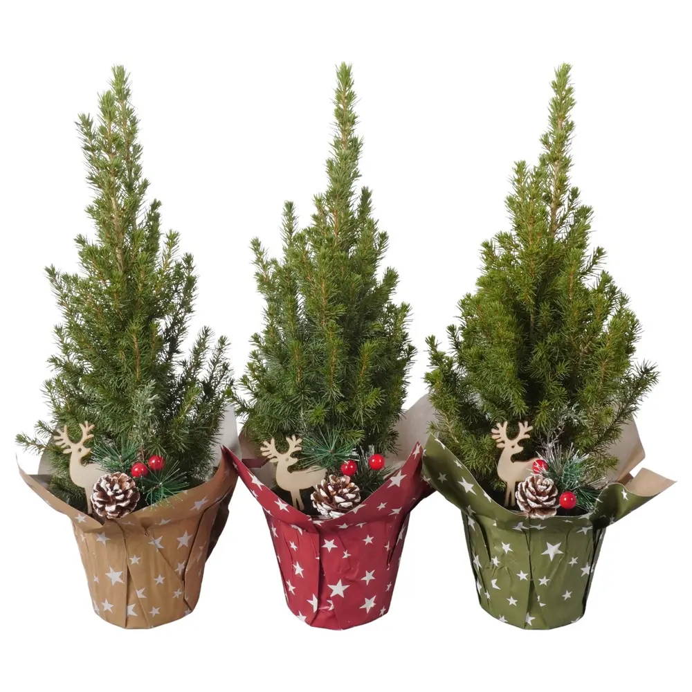 Фото Ель Глаука Коника ø13 h45 см (413) Фото Ель Глаука Коника ø13 h45 см (413)