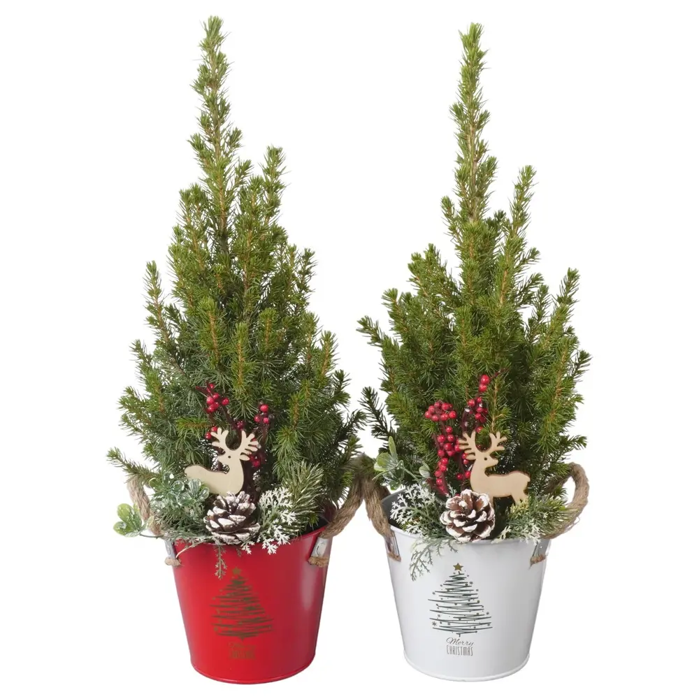 Фото Ель Глаука Коника ø13 h45 см Фото Ель Глаука Коника ø13 h45 см