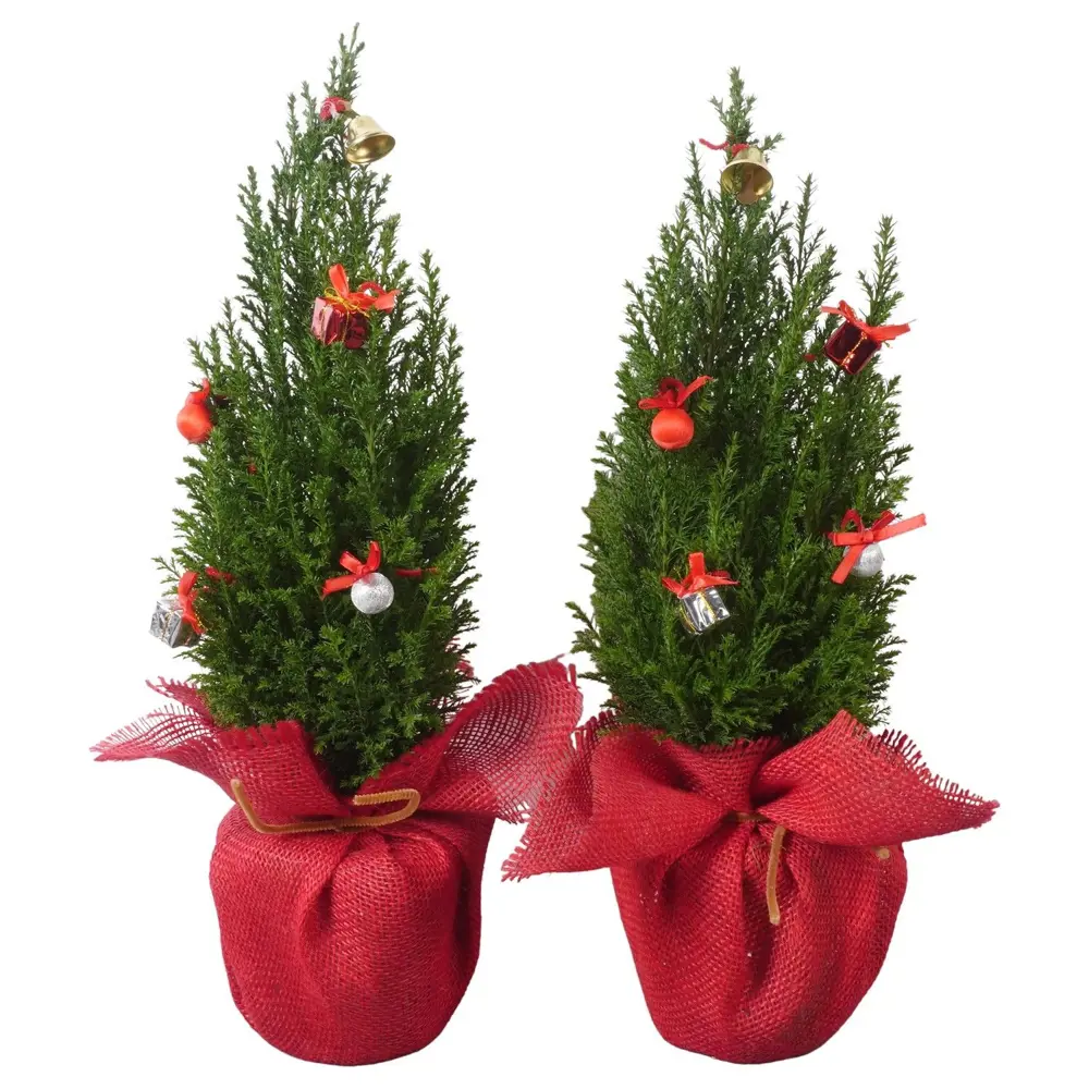 Фото Кипарисовик Элвуда ø13 h50 см Фото Кипарисовик Элвуда ø13 h50 см