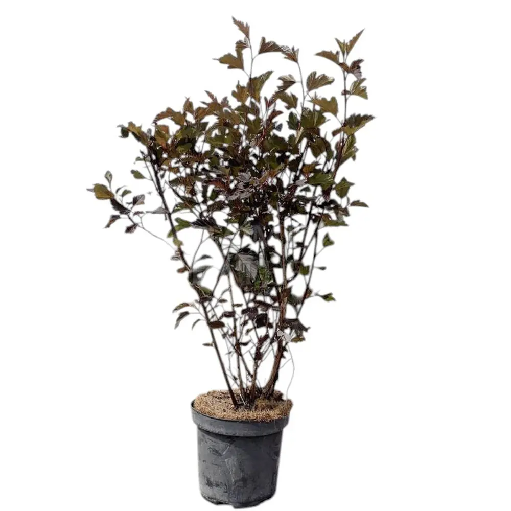 Фото Пузыреплодник ø27 h60 - 80 см