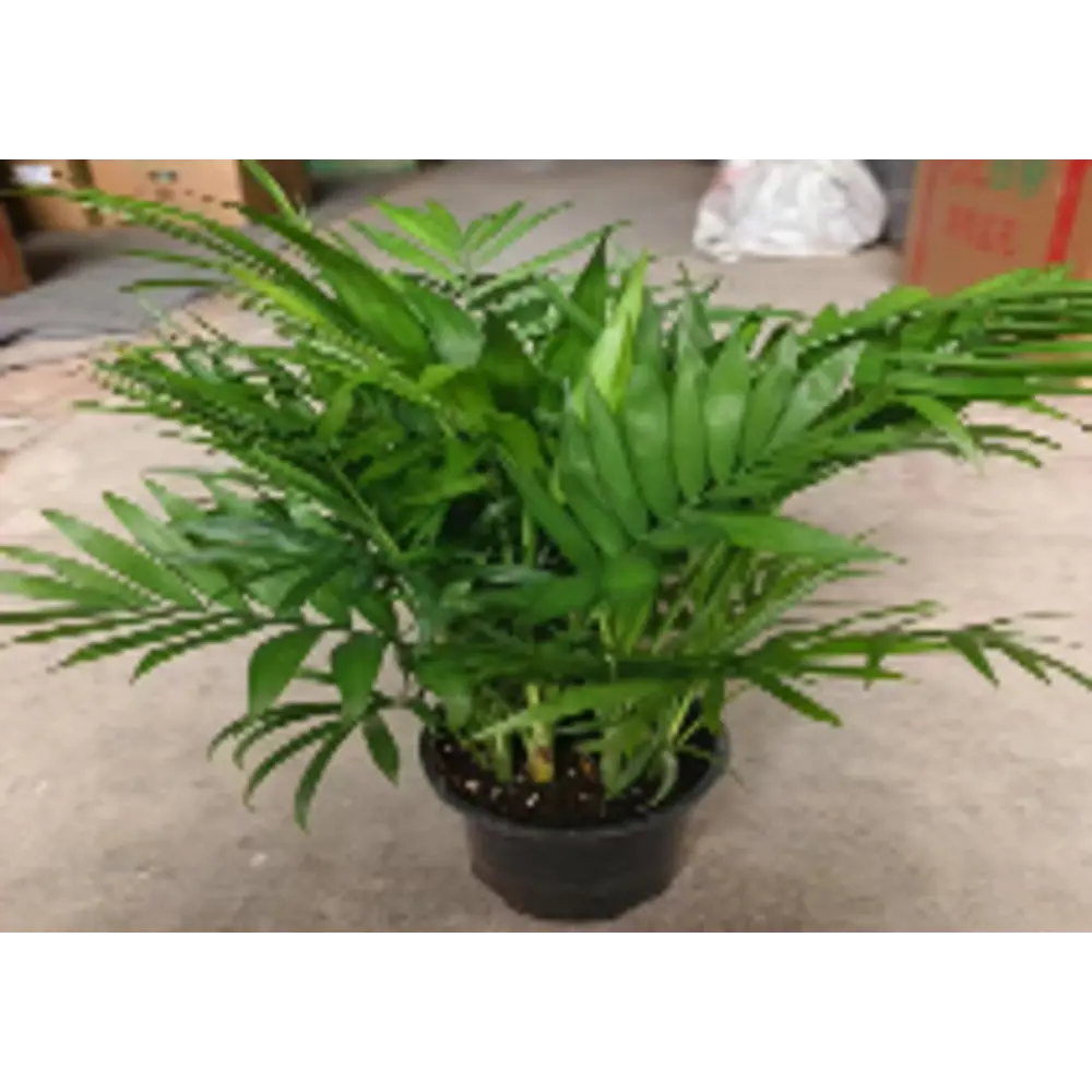 Фото Пальма Ховея ø14 h40 см