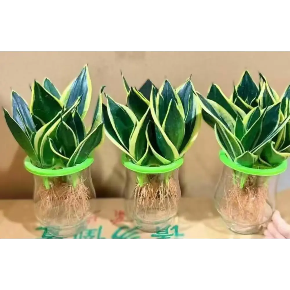 Фото Сансевиерия ø12 h20 см