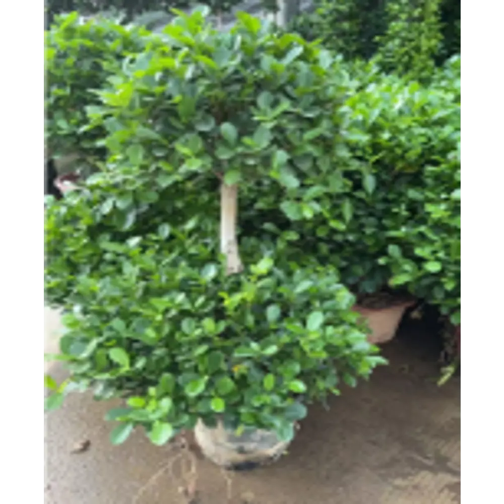 Фото Фикус двухслойный ø35 h130 см Фото Фикус двухслойный ø35 h130 см