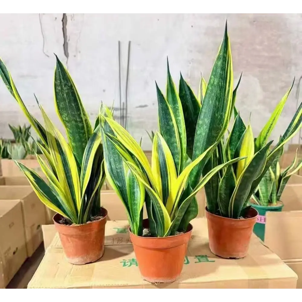 Фото Сансевиерия ø14 h35 см Фото Сансевиерия ø14 h35 см