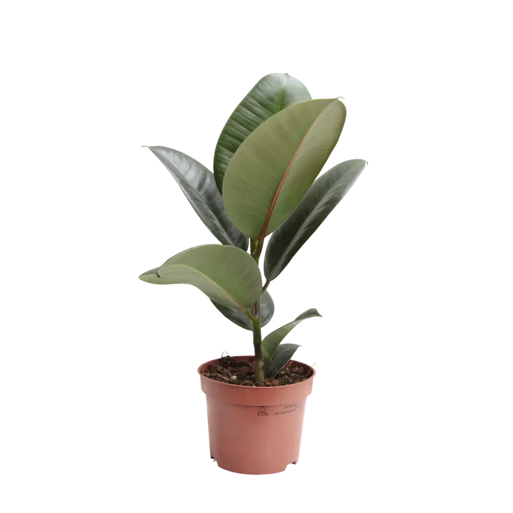 Фото Фикус Эластика микс ø12 h20 - 30 см