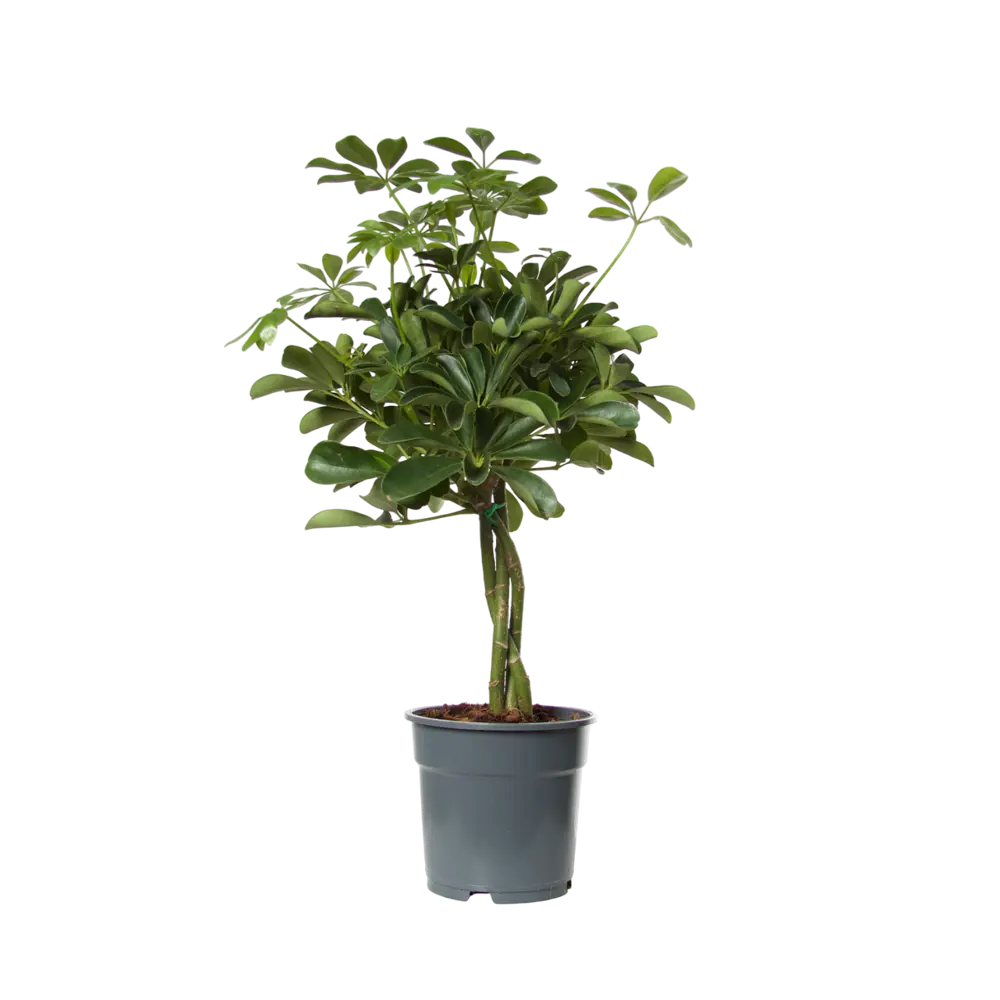 Фото Шеффлера Нора ø13 h45 см