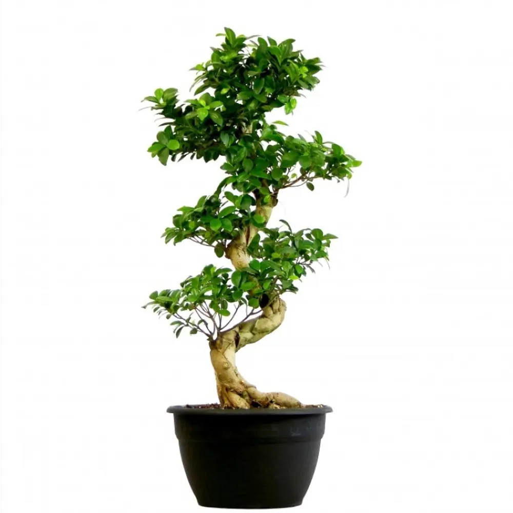 Фото Фикус Бонсай ø48 h190 см