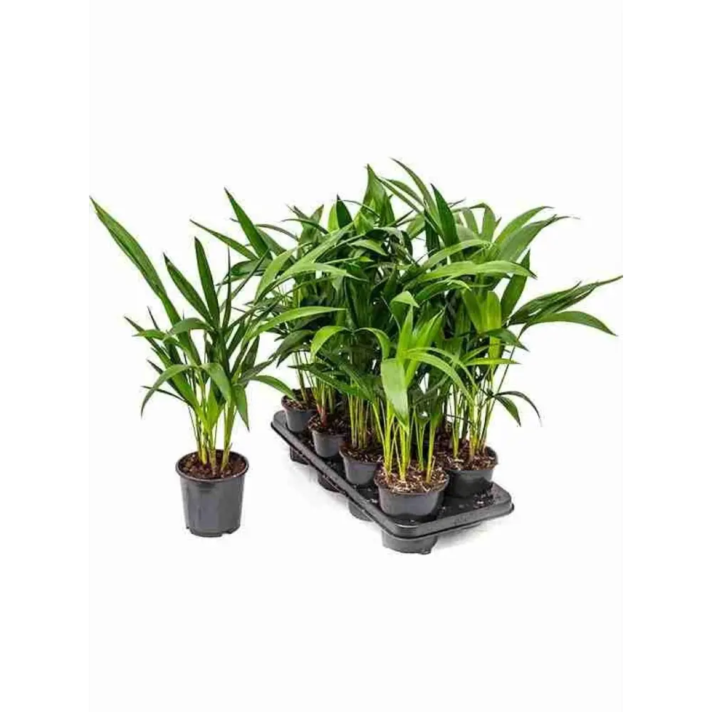 Фото Пальма карликовая Ховея ø9 h25 см