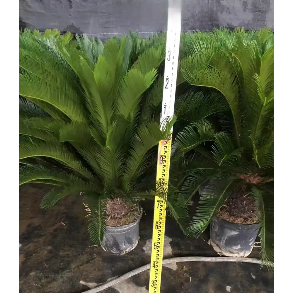 Фото Саговник ø30 h100 см