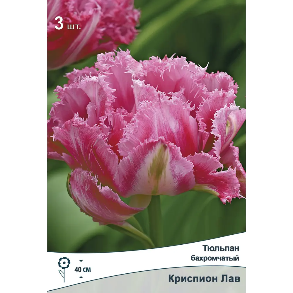 Фото Тюльпан бахромчатый Криспион Лав 11/12, 3 шт. Фото Тюльпан бахромчатый Криспион Лав 11/12, 3 шт.