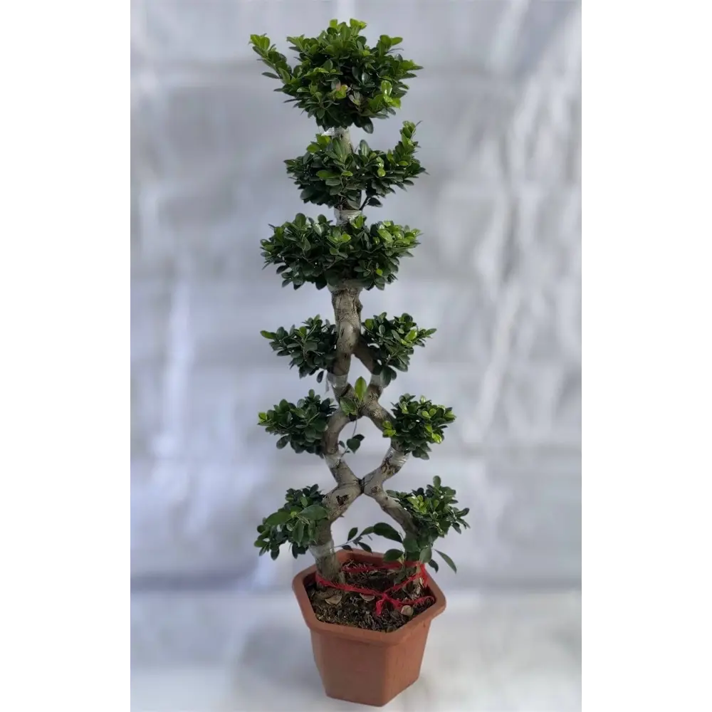 Фото Фикус 8 символов ø33 h70 см