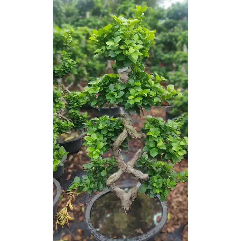 Фото Фикус 8 символов ø37 h90 см