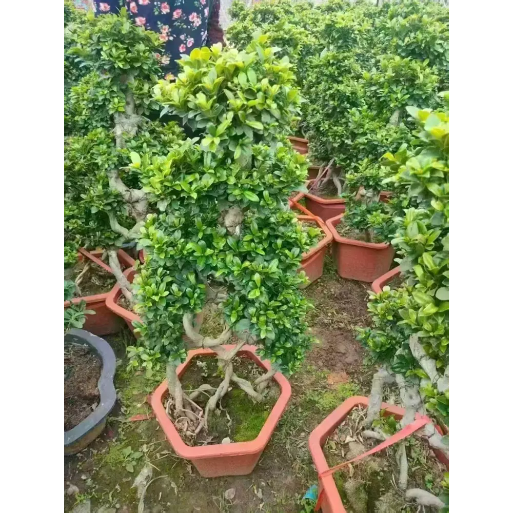 Фото Фикус 8 символов ø33 h100 см