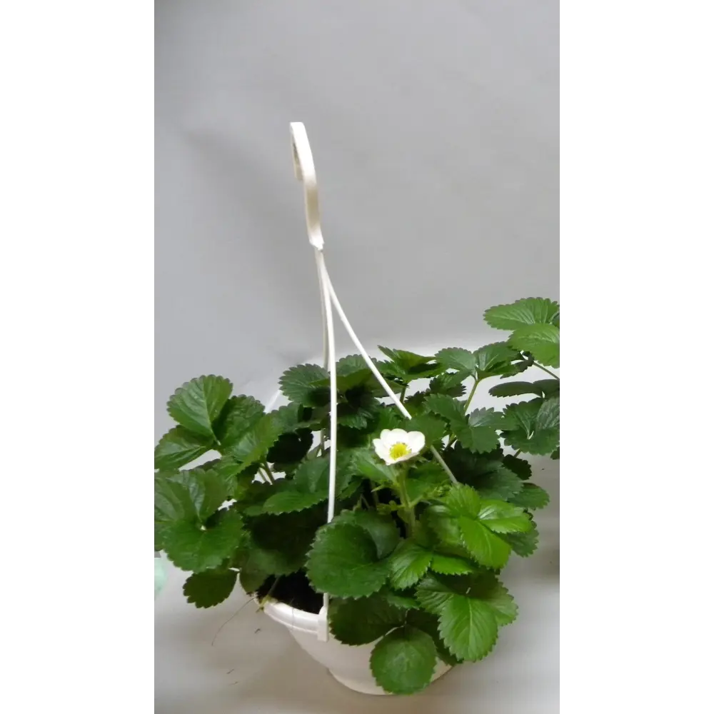 Фото Земляника ø21 h40 см Фото Земляника ø21 h40 см