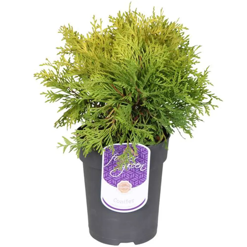 Фото Туя западная Голден Глоб Фото Туя западная Голден Глоб