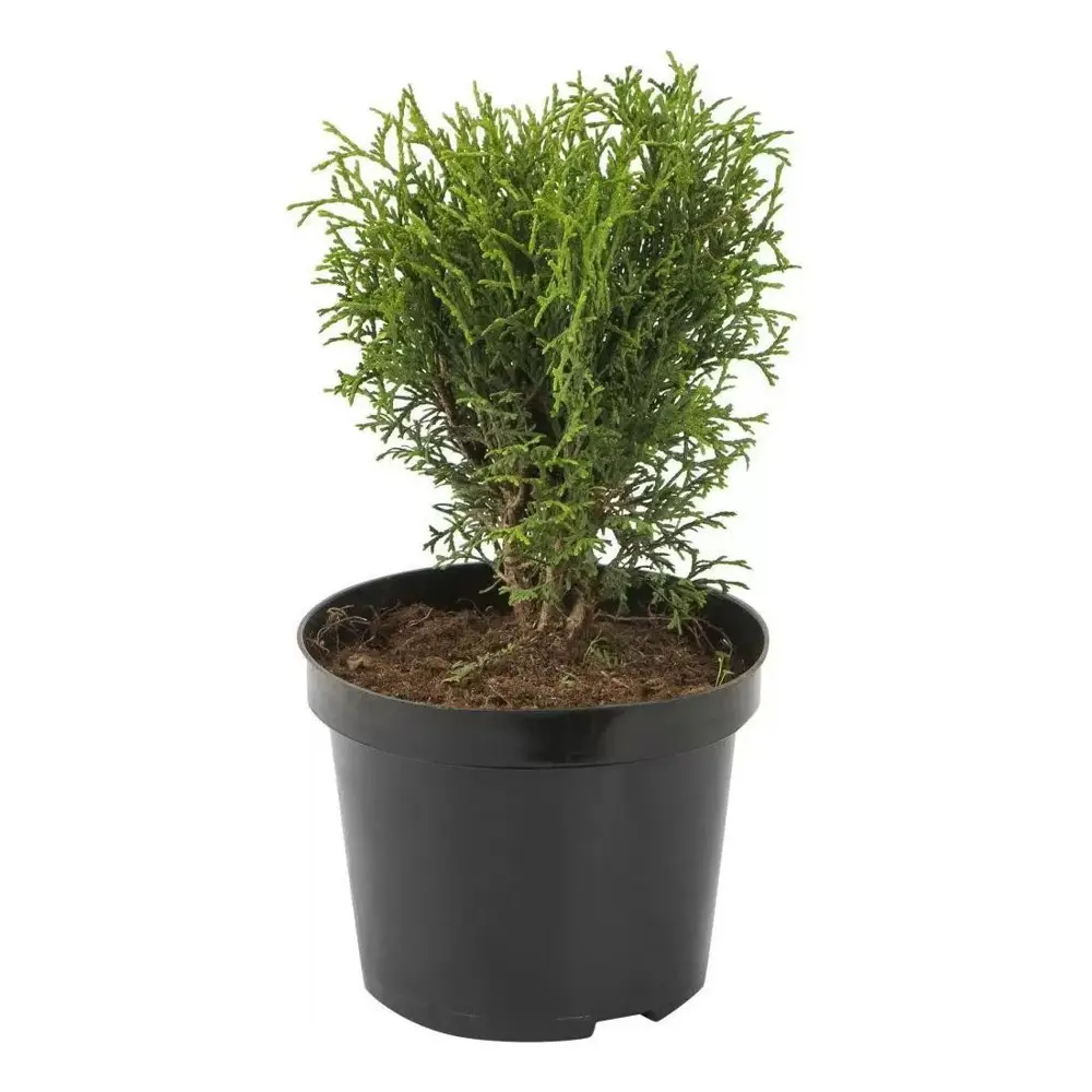 Фото Туя западная Литтл Гиант